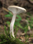 Hygrophorus agathosmus